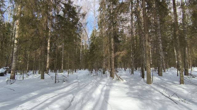 Солнечный день в зимнем лесу. ч.3. Март 2024 смотреть онлайн