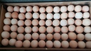 инкубатор блиц 72 с автоматический поворотом.