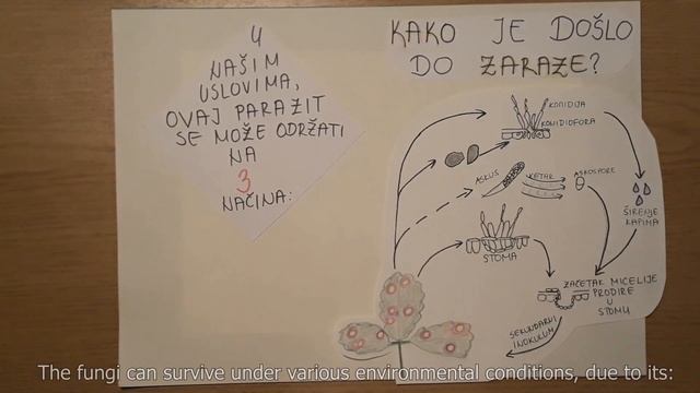 Mycosphaerella fragariae causing leaf spot strawberry смотреть онлайн