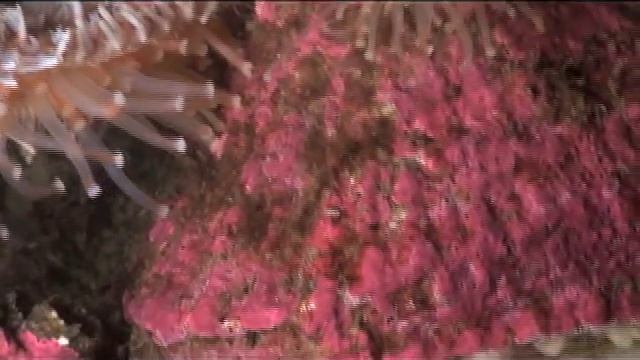 Worm Attacks Starfish смотреть онлайн
