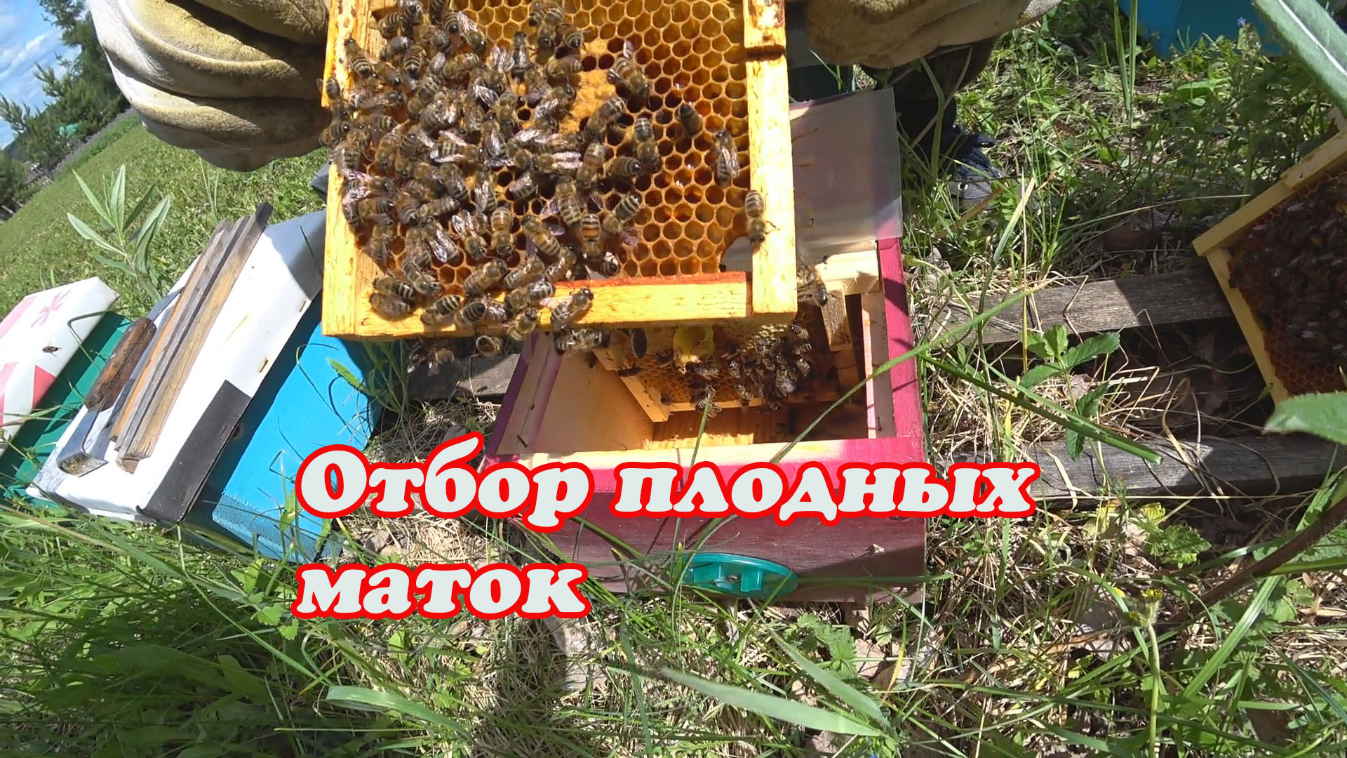 ОТБОР ПЛОДНЫХ МАТОК ИЗ НУКЛЕУСОВ. смотреть онлайн