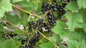 БИГ- БЕН   - ранний сорт смородины шотландской селекции.