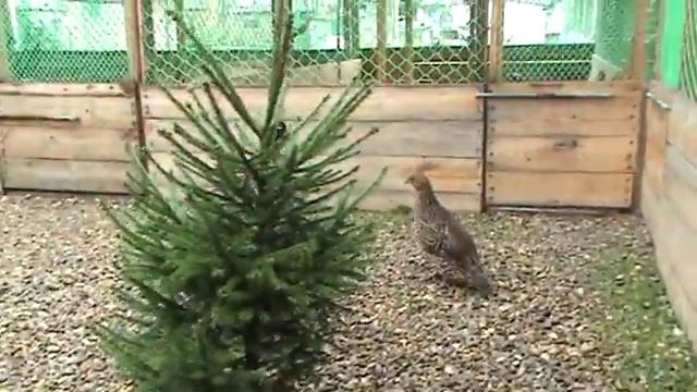 Tragopan Satyra, ТРАГОПАН САТИР, РОГАТЫЕ ФАЗАНЫ,