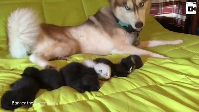 Hero Dog Saves Seven Kittens смотреть онлайн