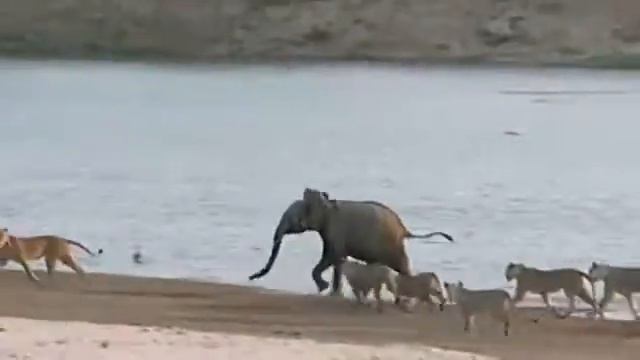 жестокая дикая природа