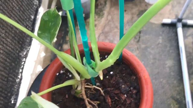 Monstera MARMORATA variegata | monstera kuning | yellow variegated смотреть онлайн