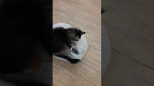 Новая игрушка Нюши смотреть онлайн