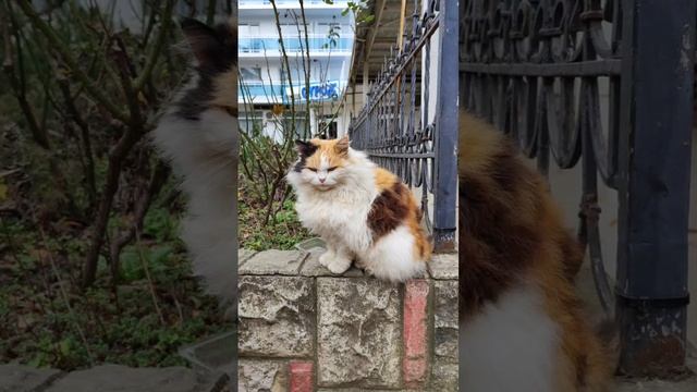 Волшебная кошка - в Крыму таких много #котики #крым #квантовыйпсихолог