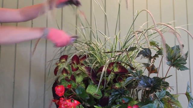 Proven Beauty: How To Trim An Upright Container смотреть онлайн