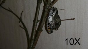 Содержание гусениц и бабочек Табачного бражника в домашних условиях