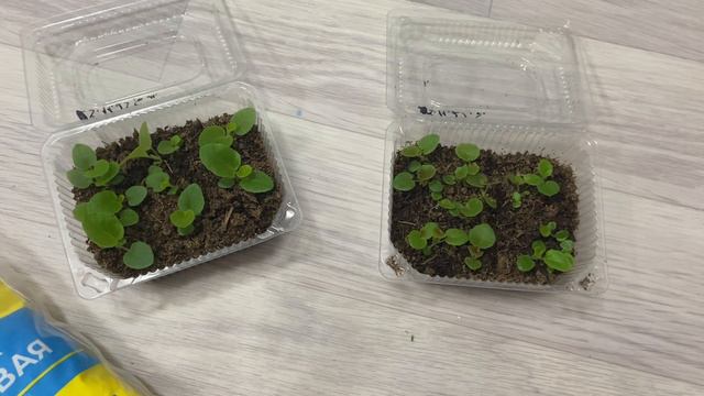 Уход за всходами бегоний. Первая подкормка бегонии смотреть онлайн