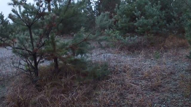 Грибы на пороге зимы смотреть онлайн