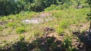 Помогает ли уксус ,соль,  моющее средство от сорняков?!