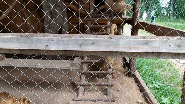 Зоопарк в Жировичах. Слонимский район. Беларусь. Эдемский зоосад. Жировичский зоопарк. смотреть онлайн