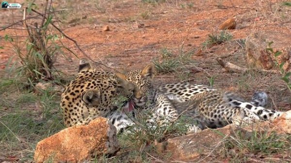 Baby Animals 4K - The World's Cutest and Lovely Baby Wild Animals With Relaxing Music