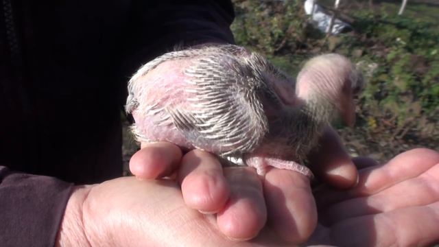 Зимние голубята на даче смотреть онлайн