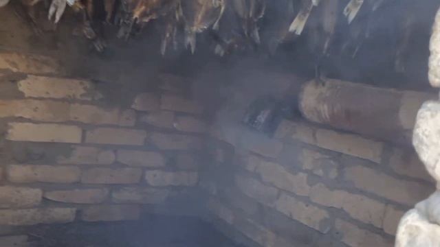 Путешествия с Домашними Питомцами