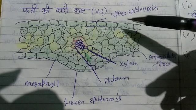 Selaginella (anatomy Of Leaf)