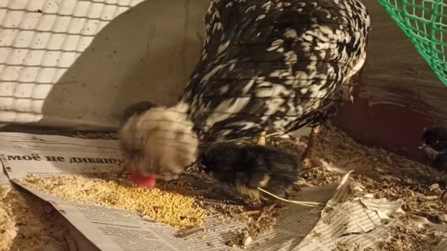 Проект 2.0 Вторые сутки. 🐤 Забираю всех, мне такие мамаши не нужны. смотреть онлайн