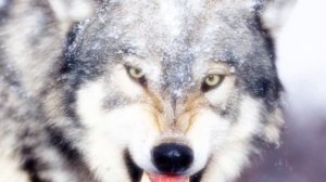 Туш табири - Тушда бури куриш