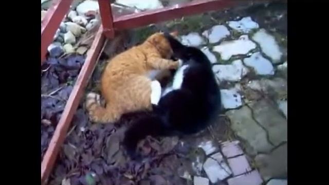 Очень забавные драки котов смотреть онлайн