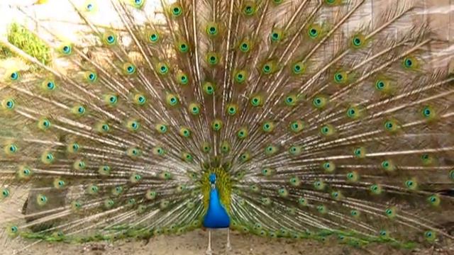 Протвино  июнь 2012 363