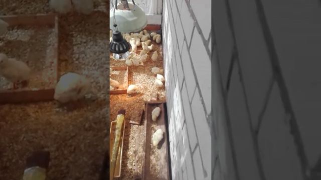 Цыплят по осени считаем. смотреть онлайн