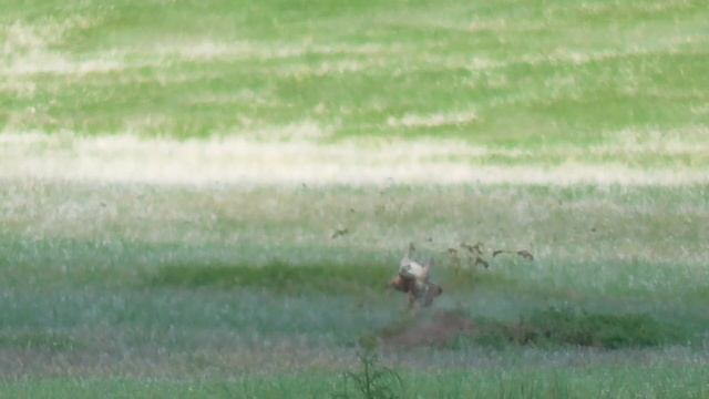 Prairie Dog Hunt May 25, 2018 смотреть онлайн