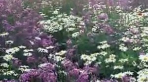 Дивна Любоевич  Богородице Дево, радуйся