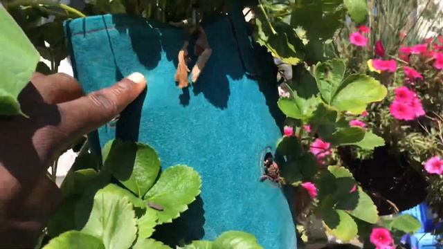 Musa Basjoo Banana Tree // Strawberry Planter Update смотреть онлайн