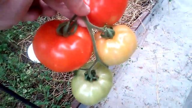 Обзор томатов Полфаст и Бонсай, выращенных в Ленинградской области. смотреть онлайн