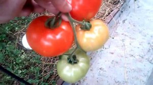 Обзор томатов Полфаст и Бонсай, выращенных в Ленинградской области.