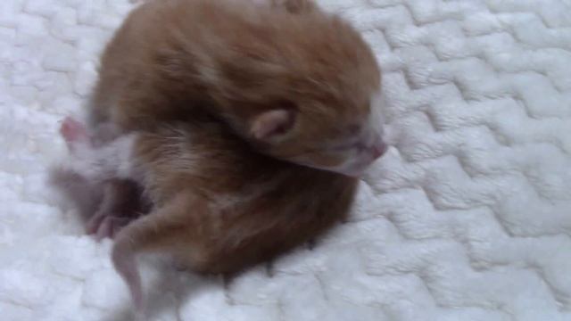 Новорожденные котята смотреть онлайн