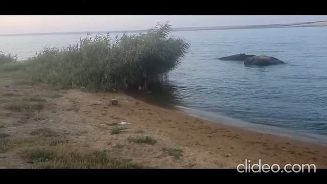 Ваш старинный знакомый сынуля Юппи и Куби Фоксберг резвится на природе ) смотреть онлайн