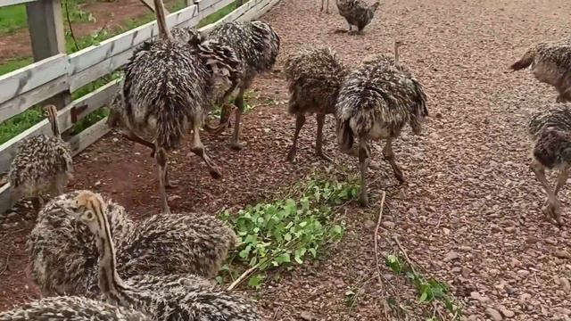 Путешествие на страусиную ферму смотреть онлайн