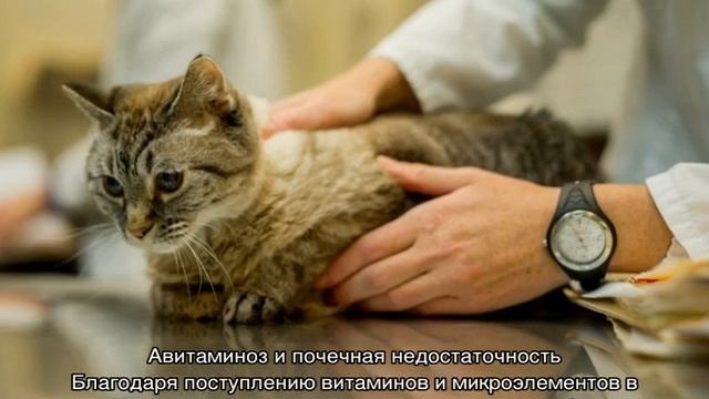 У кота отказали задние лапы: причины и лечение смотреть онлайн