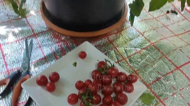 УРОЖАЯ Помидор и Огурцов Столько, что НЕ УСПЕВАЕМ Съедать! Огород на Балконе 2023. смотреть онлайн