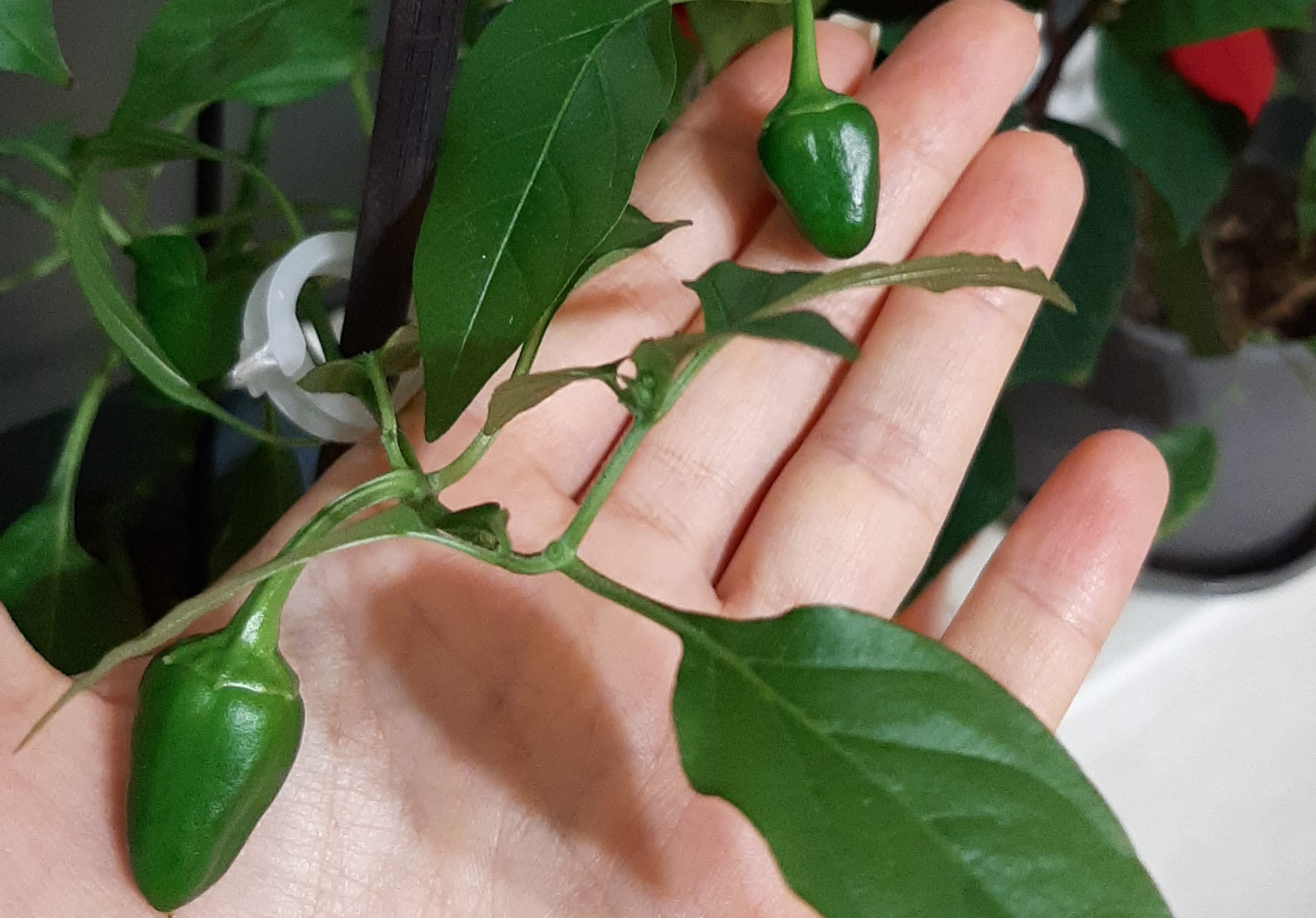 Первые плоды домашнего острого перца