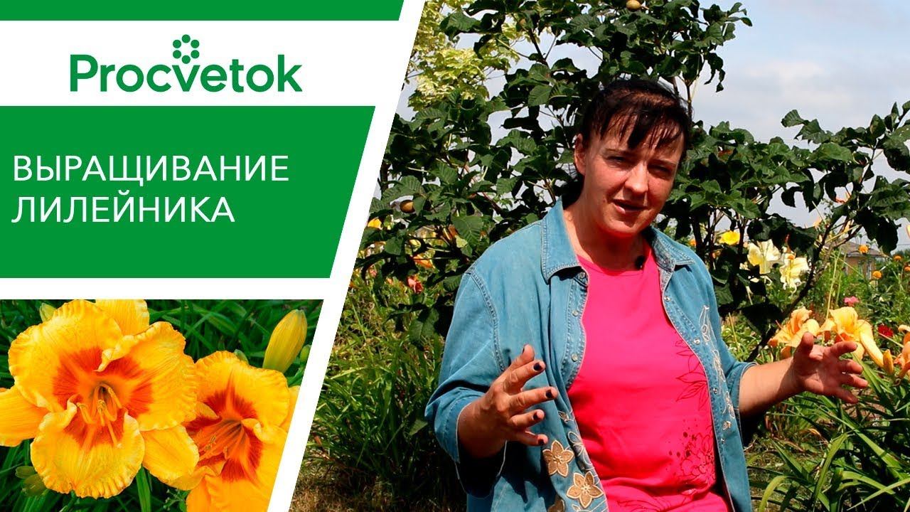 Выращивание лилейника: особенности, уход до и после цветения смотреть онлайн