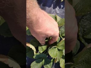 Как победить Фитофтороз на клубнике, возможно ли это!?