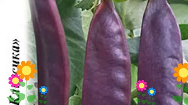 Горох сахарный Пурпурный Король. Краткий обзор, описание характеристик, где купить семена