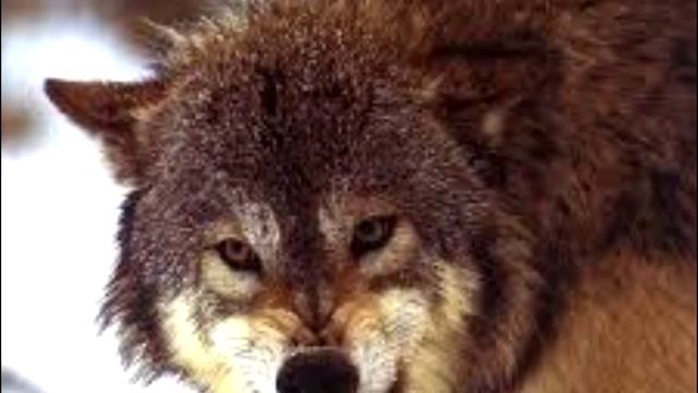 Парень спас старого волка, через год он вернулся чтобы отплатить добром смотреть онлайн