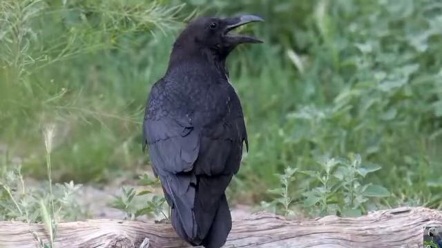 Голоса птиц: ворон смотреть онлайн