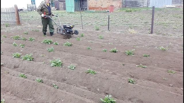 Окучиваем картошку мотоблоком с ежами и польским ушастым окучником. Жизнь в деревне. смотреть онлайн