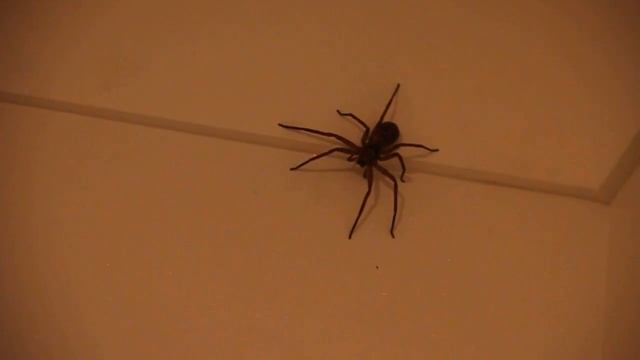 Big Hunstman Spider recorded with Canon EOS 500D Full HD смотреть онлайн
