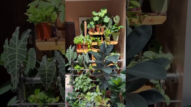 I created a jungle infront of my house!! #plants #houseplants #gardentour #plantgoals смотреть онлайн