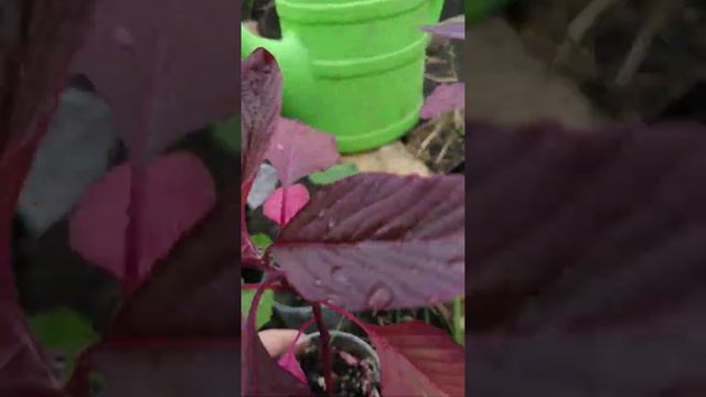 Фито-фантазии