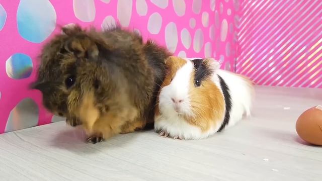 Разбиваем ЯЙЦО и... ?? Морские свинки Бузя и Кузя ЭКСПЕРИМЕНТИРУЮТ! смотреть онлайн