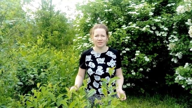 Дрокина Е. П. смотреть онлайн