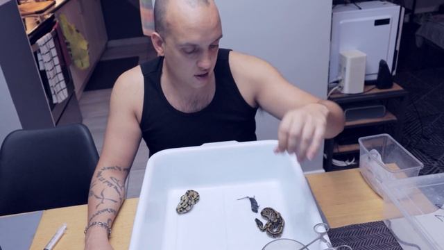 Ball Python Will Eat If You Do This! смотреть онлайн